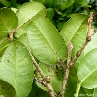 Syzygium fergusonii (Trimen) Gamble
